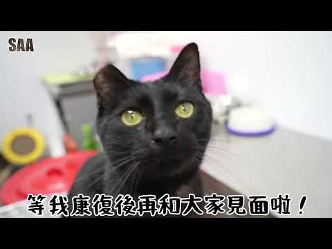 Panther