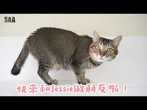 Jessie