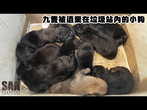SaiSai