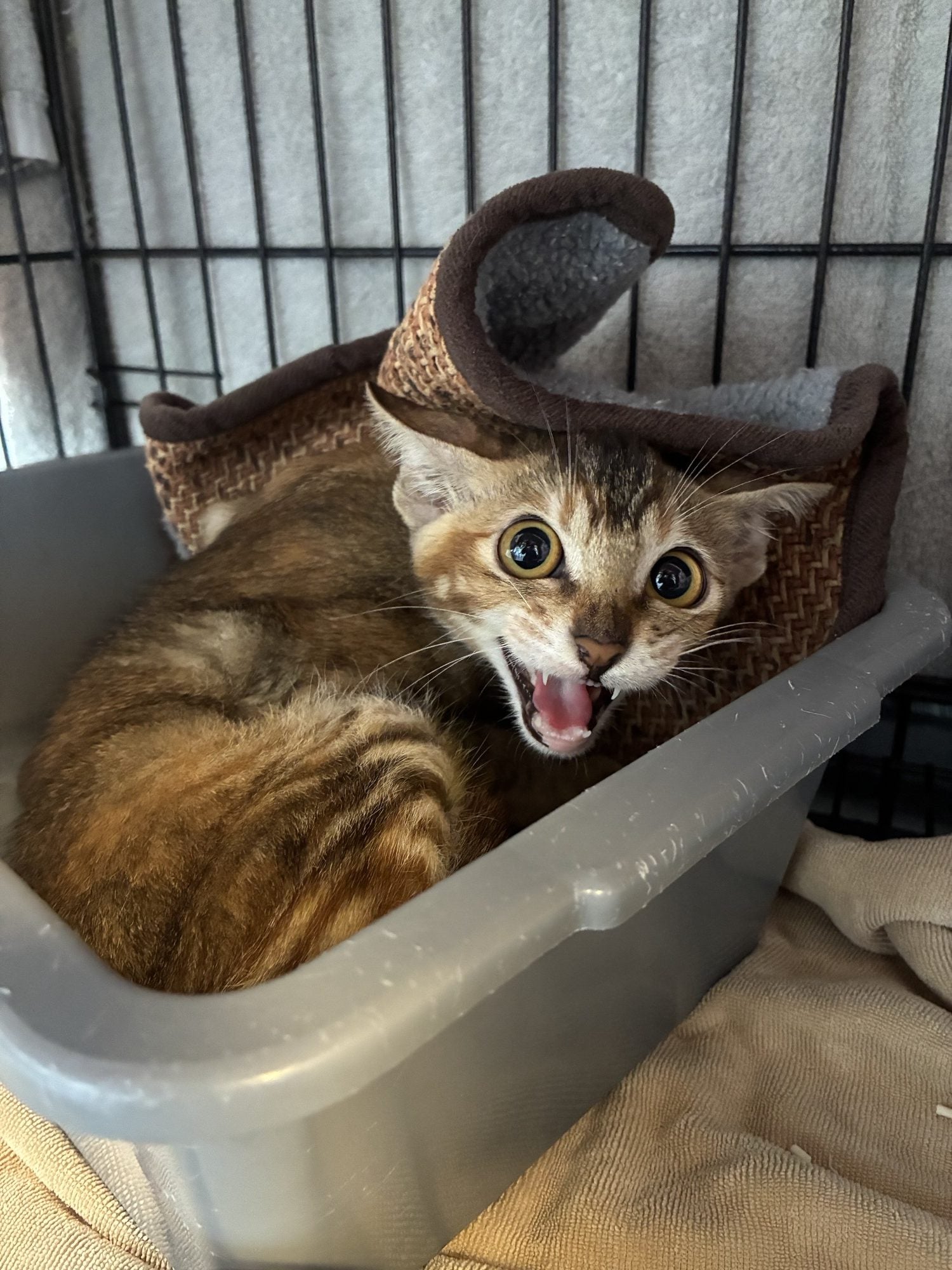 Tara