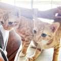 TEDDY & TILLY