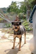 Xena