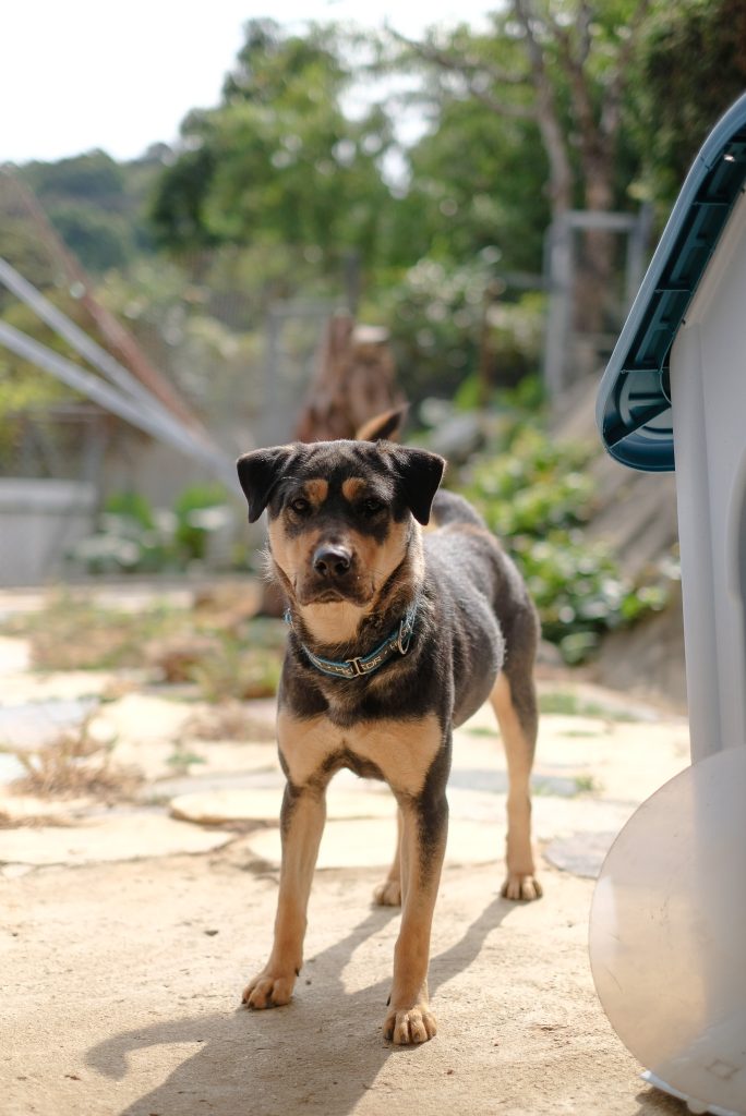Xena