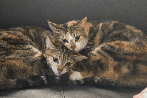 CORALINE & ZELDA